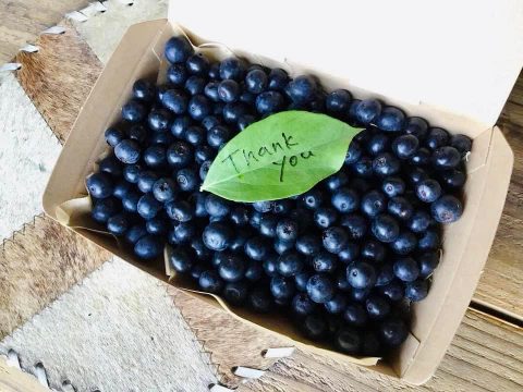 森の中でブルーベリー摘み体験「のんびり山」