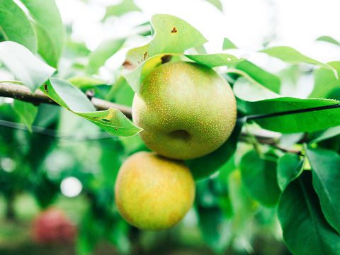 故郷の梨を未来へつなぐ「大川三世代」