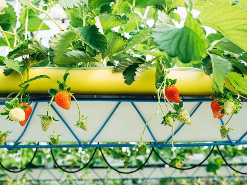 高さが変わる?!いちご狩り「吉野berry」