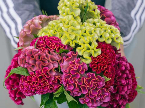 <strong>艶やかに咲き誇るケイトウの魅力に迫る「明日香園」</strong>