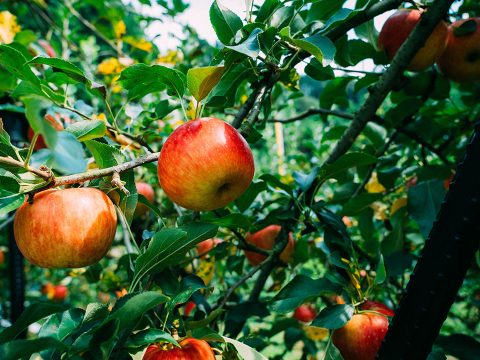 たわわに実った完熟リンゴ「まるじゅんリンゴ園」